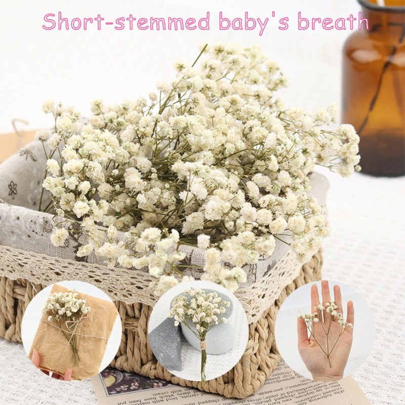 50 stuks natuurlijke gedroogde - Baby Breath Dried recensie en prijs